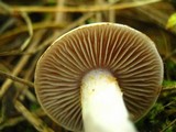 Cortinarius alboviolaceus image