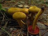 Cortinarius semisanguineus image