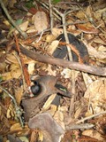 Sarcodon fuscoindicus image