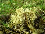 Clavulina coralloides image