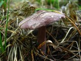 Entoloma violaceum image