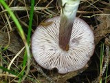 Entoloma violaceum image