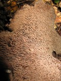 Sarcodon fuscoindicus image