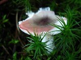 Russula fragilis image