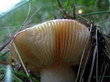 Russula cessans image