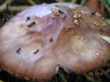 Amanita orsonii image