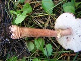 Amanita orsonii image