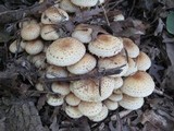 Pholiota squarrosoides image