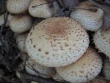 Pholiota squarrosoides image
