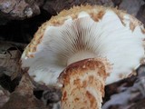 Pholiota squarrosoides image