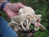 Clitocybe subconnexa image