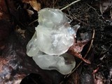 Ductifera pululahuana image