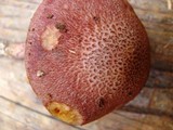 Gymnopilus luteofolius image