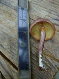 Gymnopilus luteofolius image