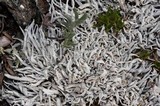 Thamnolia vermicularis ssp. subuliformis image