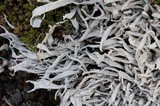Thamnolia vermicularis ssp. subuliformis image