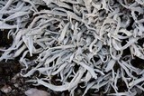 Thamnolia vermicularis ssp. subuliformis image