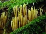 Ramaria stricta image