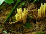 Ramaria stricta image