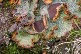 Solorina crocea image