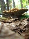Onnia tomentosa image