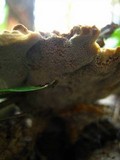 Onnia tomentosa image