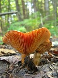 Lactarius thyinos image