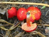 Hygrocybe punicea image