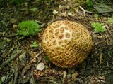 Amanita amerirubescens image