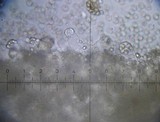 Pluteus phlebophorus image