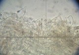 Pluteus thomsonii image