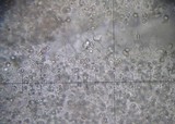 Pluteus thomsonii image