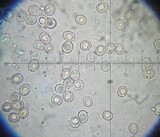 Pluteus thomsonii image