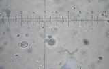 Lyophyllum deliberatum image