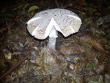 Amanita excelsa image