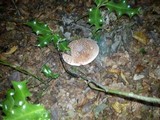 Amanita excelsa image