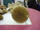 Amanita excelsa image
