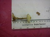 Rhodocollybia butyracea image