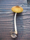 Pluteus leoninus image