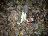Boletus chrysenteron image