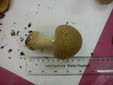 Amanita excelsa image