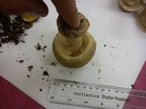 Amanita excelsa image
