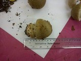 Amanita excelsa image