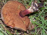 Boletus zelleri image