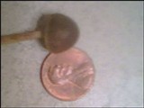 Psilocybe coprophila image