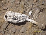 Podaxis pistillaris image