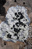 Lecanora marginata image