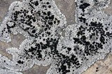 Lecanora marginata image