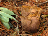 Gomphus clavatus image