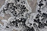 Lecanora marginata image